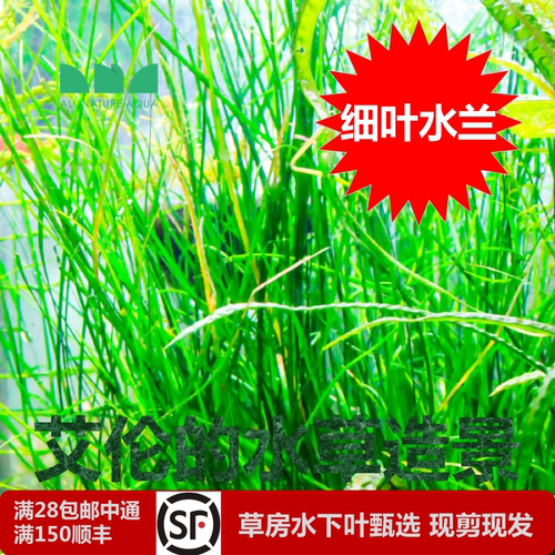 艾伦水草造景细叶水兰水下叶