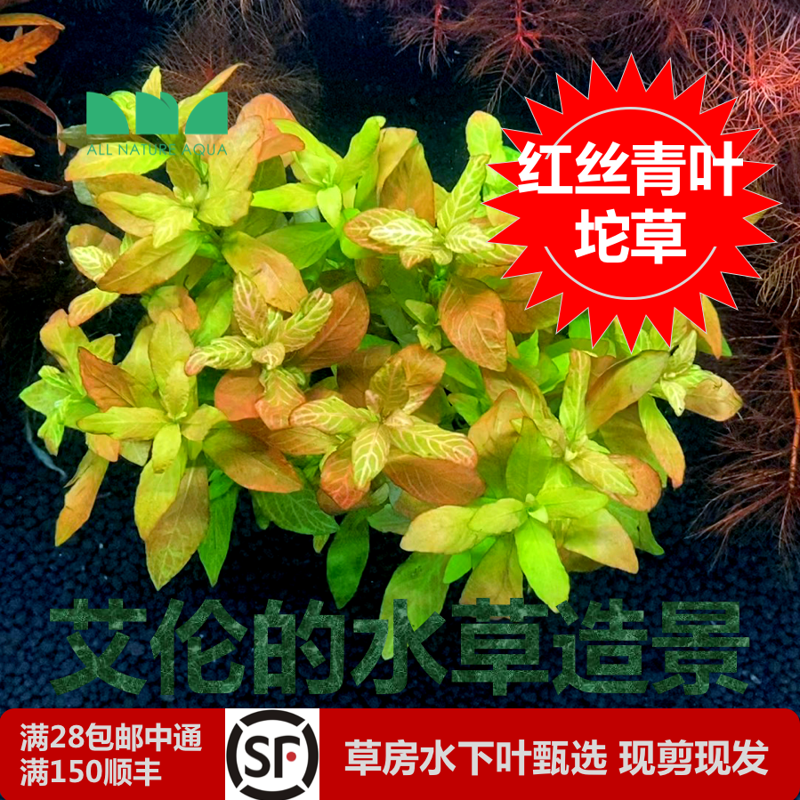 艾伦的水草造景红丝青叶坨草水下叶自带水草泥入缸沉水就成景无碳