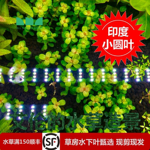 艾伦水草造景印度小圆叶草缸中后景阳性绿色红色水草淡水好养水下