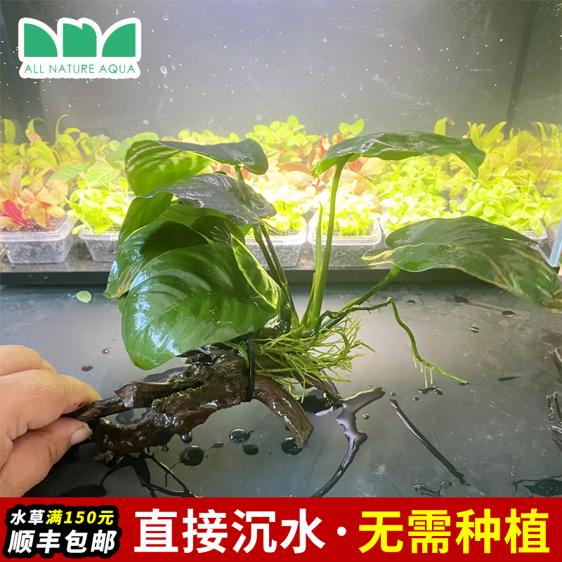 沉木水榕直接沉水无需种植