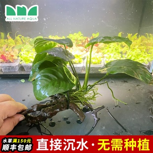 水草造景沉木水榕直接沉水不用种金钱榕小巴榕尖叶榕小椒榕 艾伦