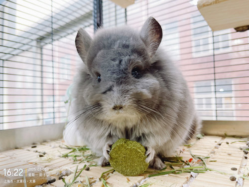 磨牙健齿草饼龙猫兔子豚鼠