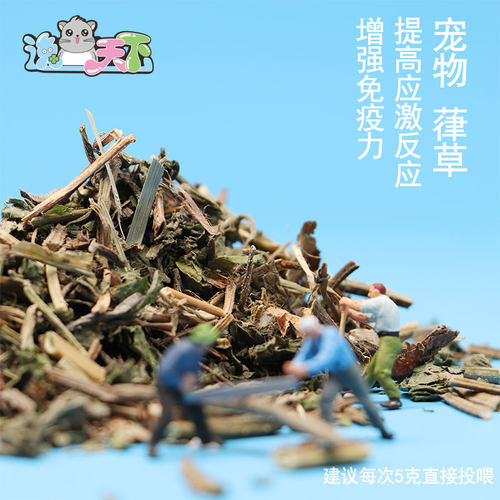 葎草龙猫兔子豚鼠提高应激反应