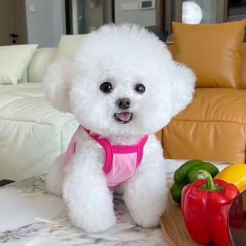 小狗狗衣服夏季薄款背心博美泰迪约克夏比熊幼犬宠物猫咪春秋吊带