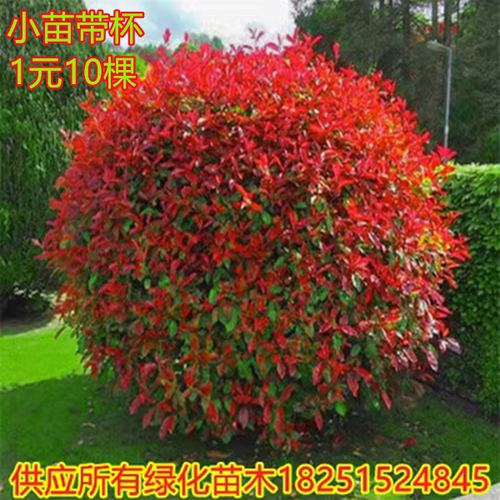 红叶石楠树苗四季庭院绿化