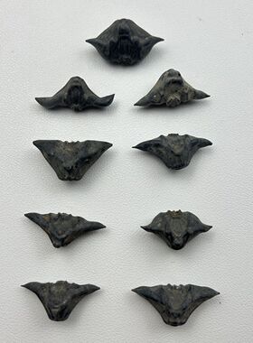 小菱角 幼儿园指定手工材料菱角装饰品