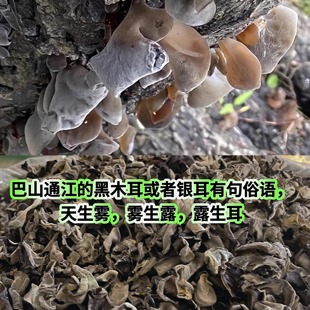 秦巴山 通江黑木耳