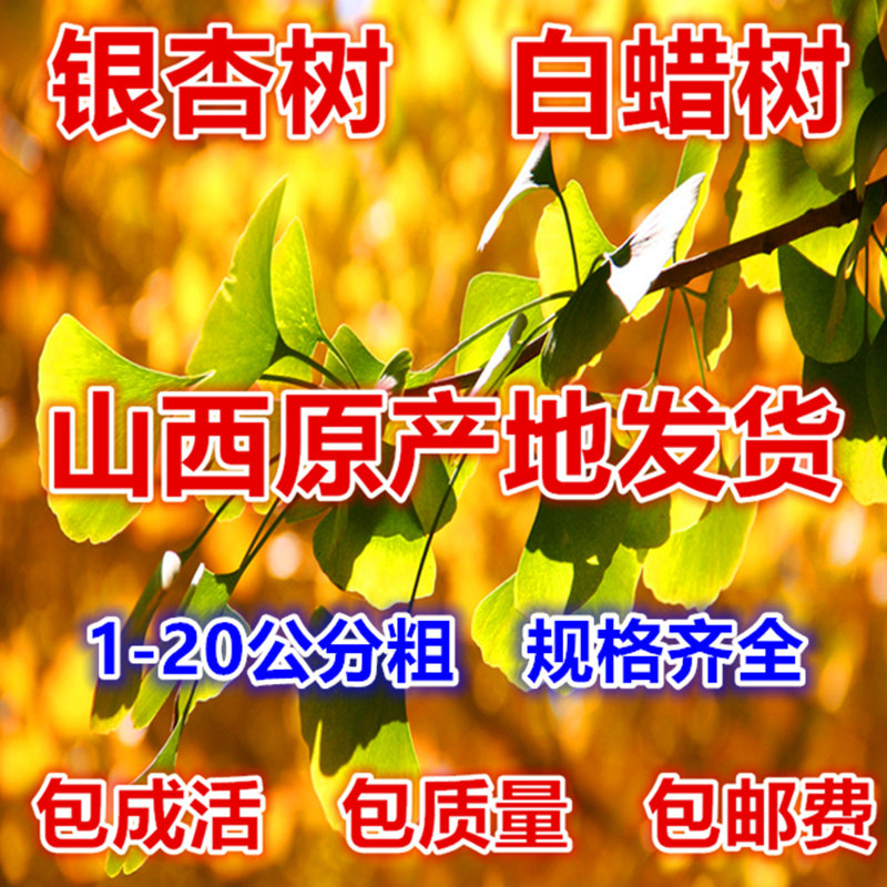 银杏树苗白果苗庭院速生白蜡树苗行道树绿化树苗种子金叶银杏包邮在类目 鲜花速递/花卉仿真/绿植园艺, 花园植物/行道树/果树, 行道树/乔木中 - 来自Buy2taobao.com提供专业的淘宝代购服务