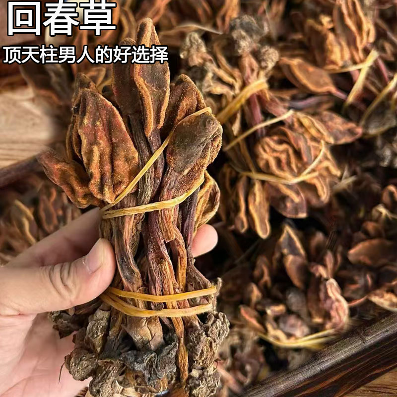 正宗回春草不老草山货顶天柱男士泡酒料茶煲汤锁阳肉苁蓉杜仲