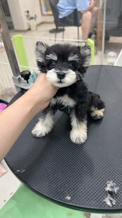 纯种雪纳瑞幼犬活体宠物狗狗