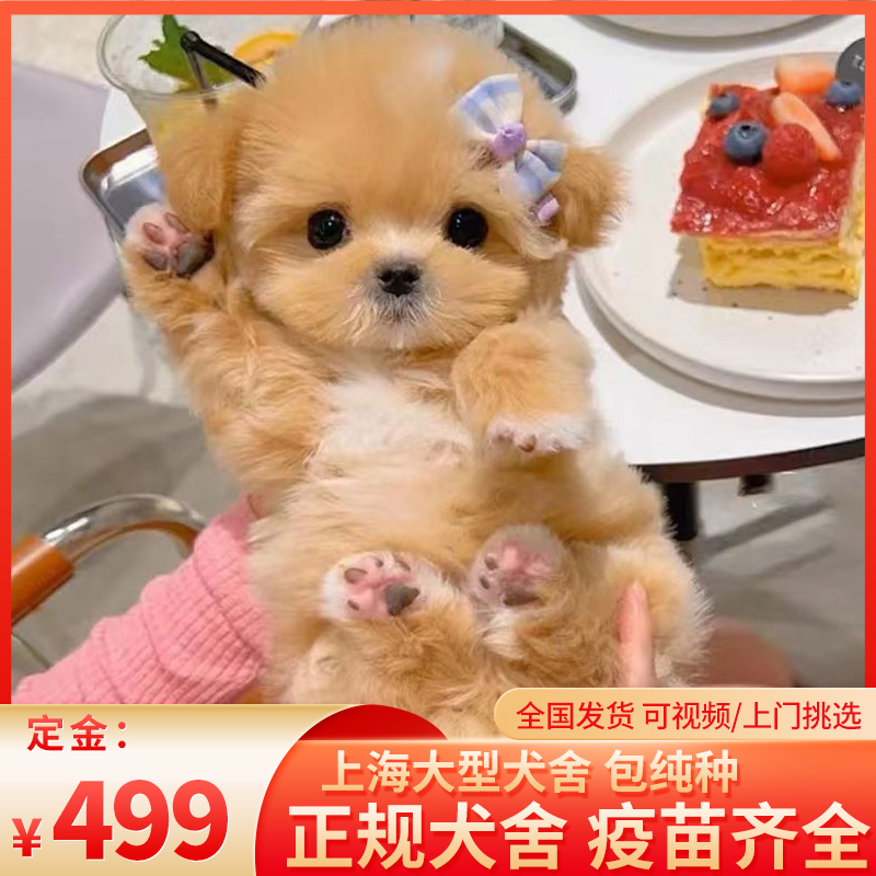 马尔泰纯种小型犬幼犬香槟色可爱家庭陪伴犬上海犬舍上门挑