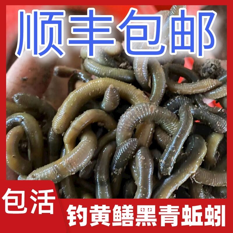 鲜活蚯蚓活体黑蚯蚓青蚯蚓灰蚯蚓土蚯蚓松土大蚯蚓活饵鱼饵
