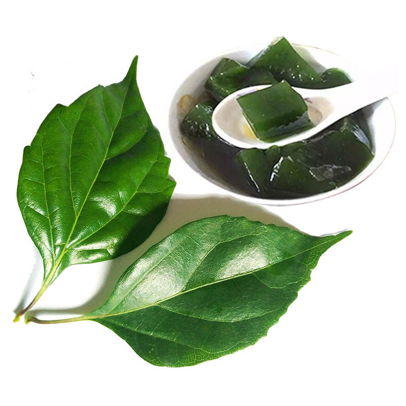 特色野生天然凉粉神仙观音豆腐新鲜树叶 水晶翡翠绿豆腐柴纯叶子