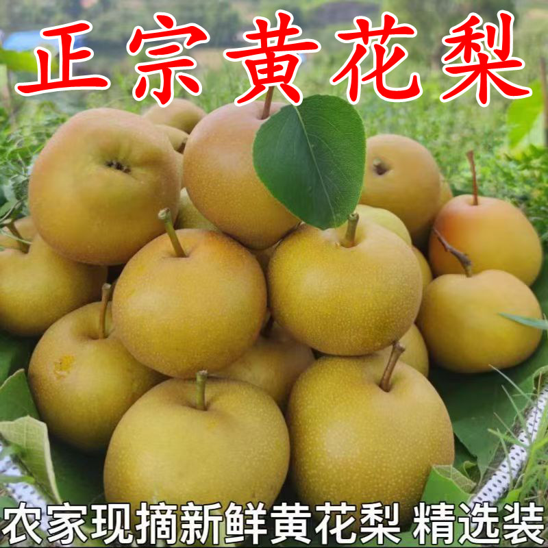 湖北正宗现摘薄皮黄花梨新鲜当季孕妇水果梨子多汁脆甜沙梨