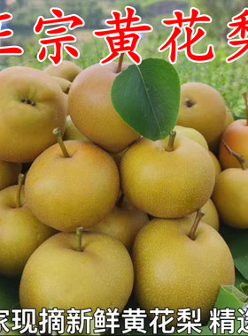 湖北正宗现摘薄皮黄花梨新鲜当季孕妇水果梨子多汁脆甜沙梨