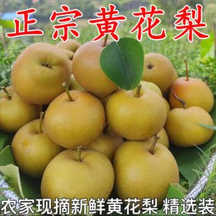 湖北正宗现摘薄皮黄花梨新鲜当季孕妇水果梨子多汁脆甜沙梨