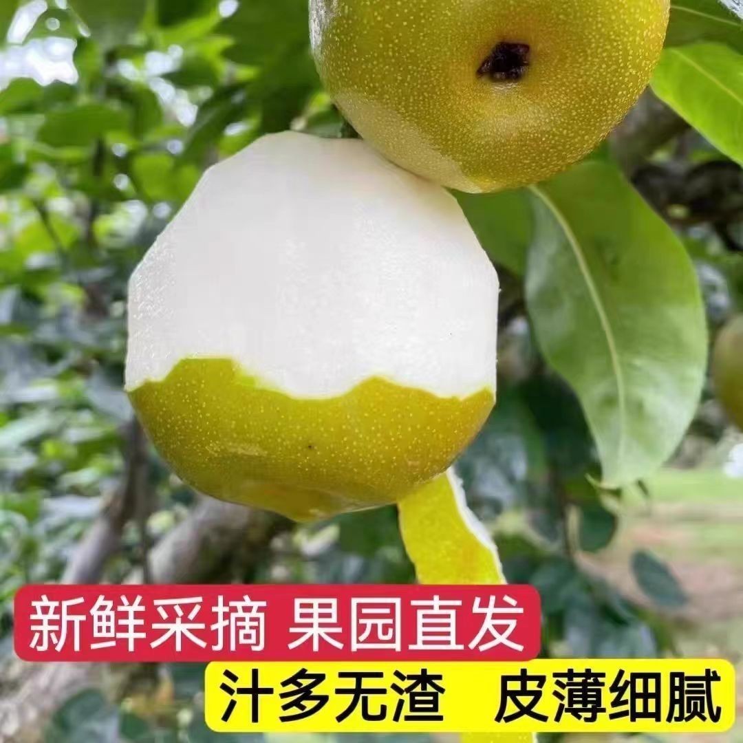 湖北正宗薄皮黄花梨新鲜当季孕妇水果梨子多汁脆甜沙梨