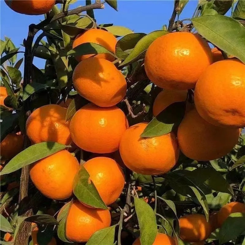 橘子新鲜蜜橘鲜甜无核薄皮黄柑橘桔子