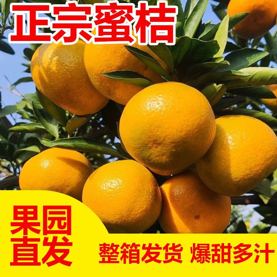 橘子新鲜蜜橘鲜甜无核薄皮黄柑橘冰糖正宗桔子当季时令水果蜜桔