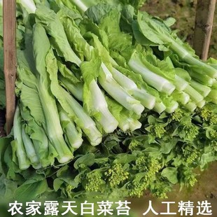 湖北农家新鲜白菜薹白菜苔绿菜苔心蔬菜现摘现发菜心菜花带叶青菜