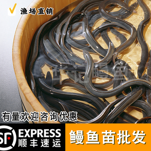 鳗鱼苗淡水养殖白鳝鱼苗 白鳗苗 河鳗苗花鳝苗可混养家鱼