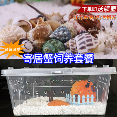 寄居蟹宠物饲养套餐装豆丁灰白桌面观赏蟹淡水活体懒人网红迷你蟹