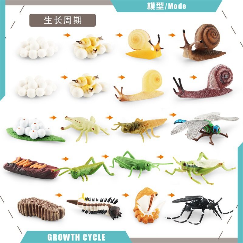 跨境仿真昆虫动物成长周期模型蜻蜓蜗牛蚂蚱蚊子生长过程科教摆件