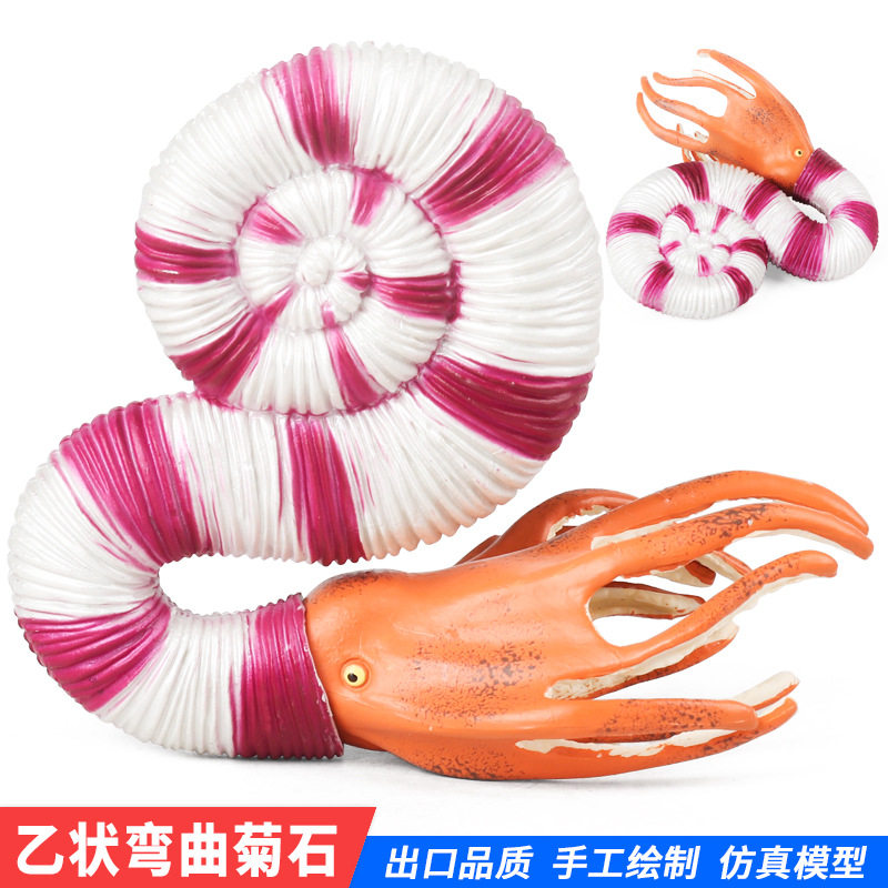 仿真寒武纪海螺乙状弯曲菊石海洋软体动物鹦鹉螺模型玩具儿童科教