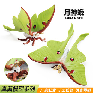 儿童早教仿真昆虫动物模型月神蛾绿尾月形蚕蛾扑棱蛾蝴蝶玩具摆件