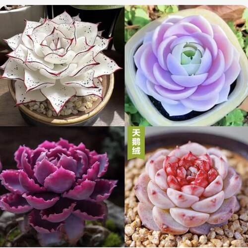 多肉套餐特玉莲女王麦秆剑司诺娃水蜜桃侧影净化空气室内桌面盆栽