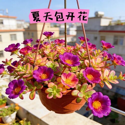 多肉植物太阳花锦多肉室内阳台开花花卉绿植盆栽新手防辐射马齿苋