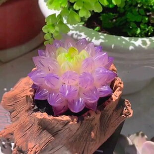 爆款紫水晶玉露多肉植物室内组合套装十二卷精品办公室好养