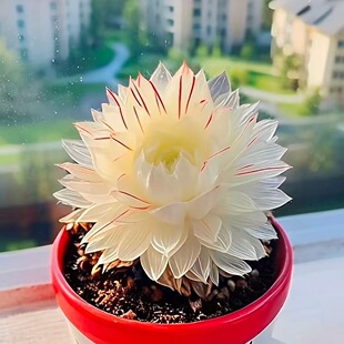 新品白娘子玉露组合多肉室内植物新手好养办公室阳台宿舍小盆栽