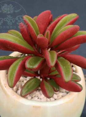 红背椒草多肉盆栽多头四季红色室内老桩花卉懒人办公室桌面防辐射