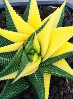 十二卷属多肉大全琉璃殿天使之泪鹰爪波露不夜城芦荟硬叶稀缺植物