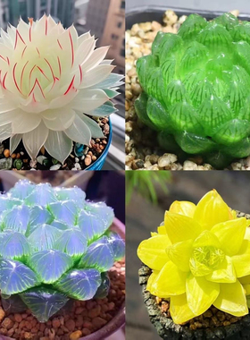 【蛇年新品】白娘子玉露组合套装带盆带土新手好养多肉植物盆栽