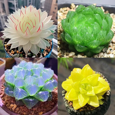 【蛇年新品】白娘子玉露组合套装带盆带土新手好养多肉植物盆栽