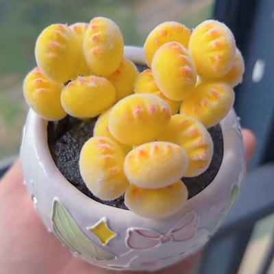多肉熊爪植物童子可爱黄色饼干熊掌网红新款室内桌面超萌阳台盆栽
