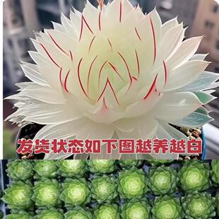 新品白娘子玉露组合多肉植物盆栽新手好养肉肉办公室阳台花卉