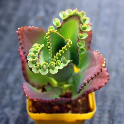 不死鸟多肉植物宽叶不死鸟落地生根老桩绿植盆栽花卉蕾丝公主桌摆
