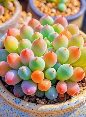 拇指柠檬小多肉迷你植物肉肉新手组合盆栽办公室内好养多肉植物