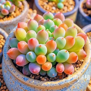 拇指柠檬小多肉迷你植物肉肉新手组合盆栽办公室内好养多肉植物