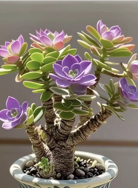浓香型金钱串玉树姬红花月招财猫耐旱花卉绿植客厅阳台室盆