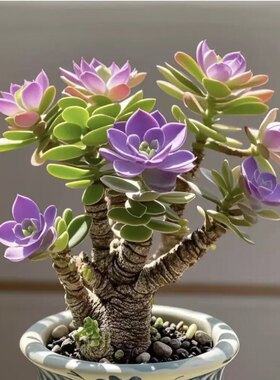 浓香型金钱串玉树姬红花月招财猫耐旱花卉绿植客厅阳台室盆