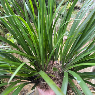 陆河特产石菖蒲新年洗澡用盆栽水培植物室内阳台庭院净化空气绿植