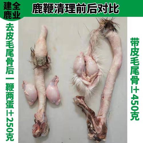 鲜鹿鞭新鲜鹿鞭整根泡酒煲汤