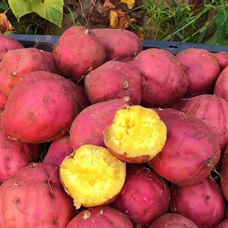 正宗海南澄迈桥头直销香甜富硒地瓜板栗薯新鲜现挖3/5/9斤圆长果,水产肉类/新鲜蔬果/熟食,番薯,淘宝优惠券,粉丝福利购,淘宝优惠卷