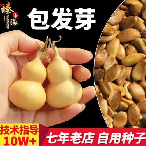 秧子天然巨型文玩苗葫芦藤蔓