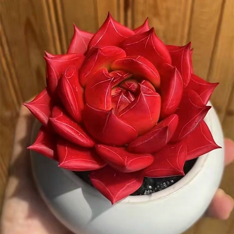 多肉植物 风火轮火红色阳台庭院楼顶盆栽花卉绿植红宝石超大组合