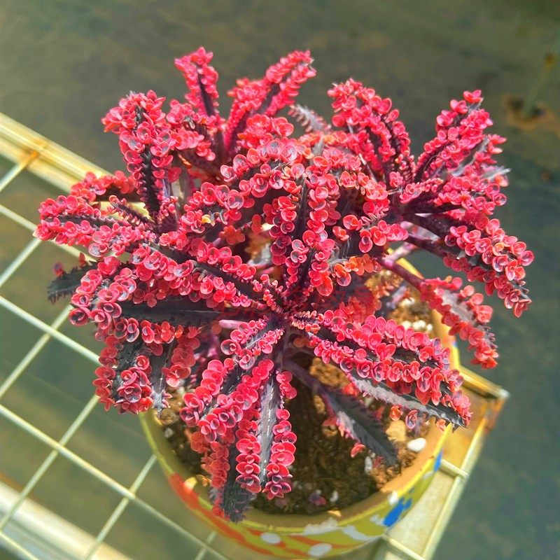 落地生根不死鸟锦多头 小花瓣颜色超美庭院阳台露养吸甲醛防辐射